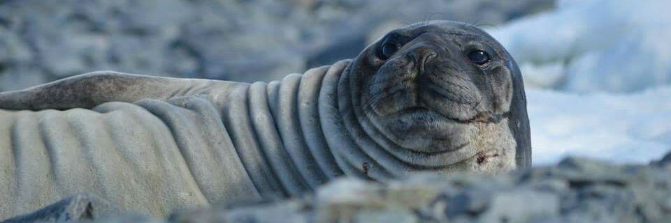 Matthieu Cartigny banner