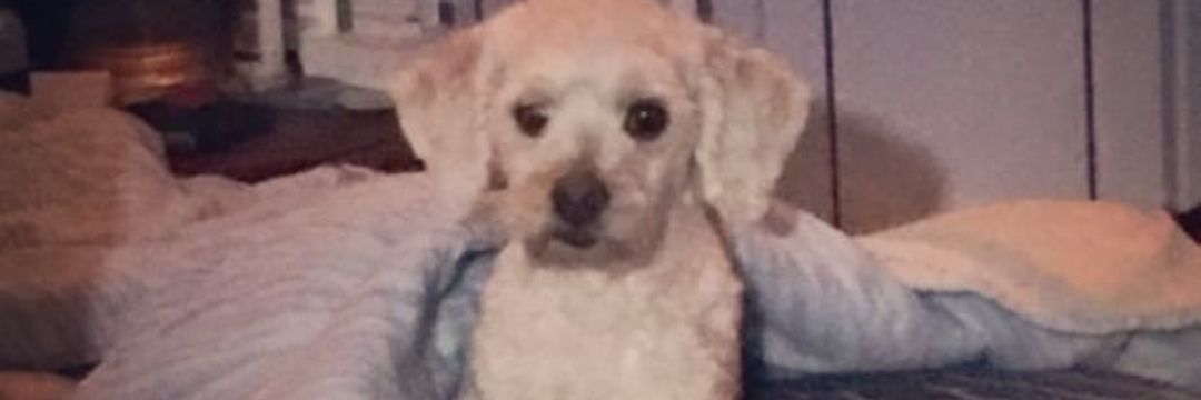 monphdz's profile banner image