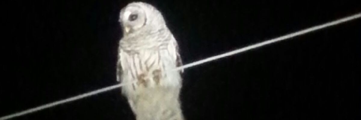 Mike Chambers banner