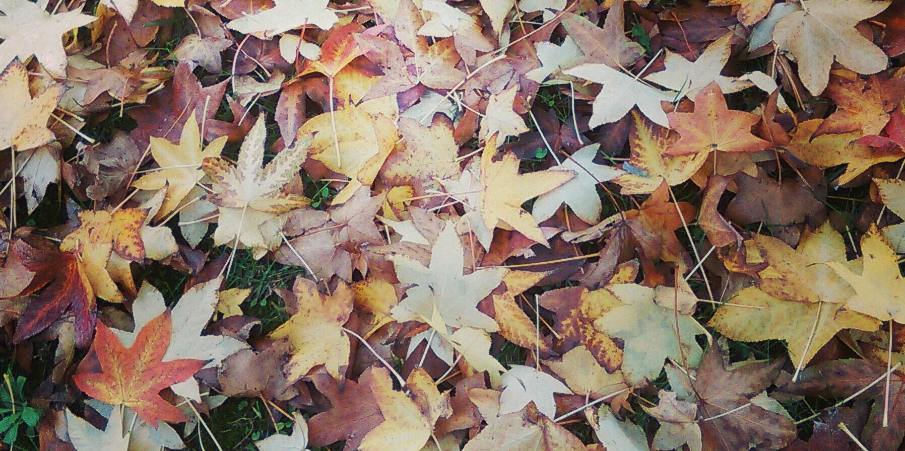 JulieBellatalla's profile banner image