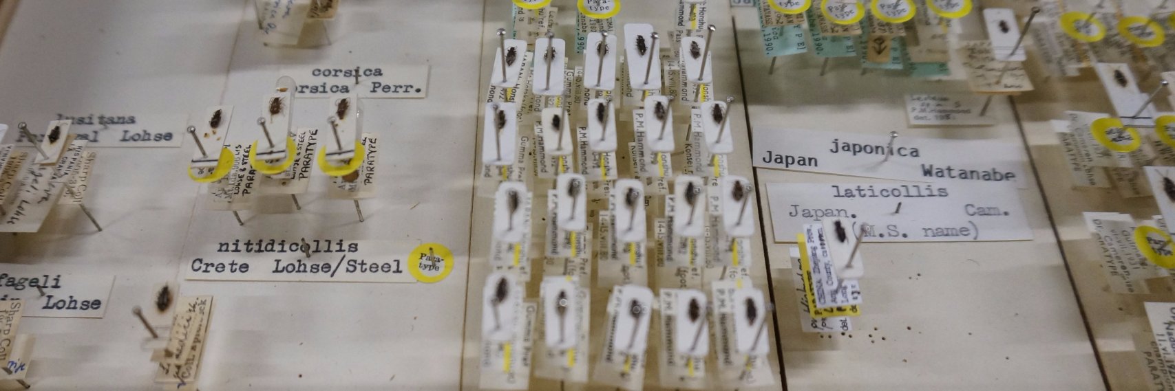 EntomologyTranslator banner