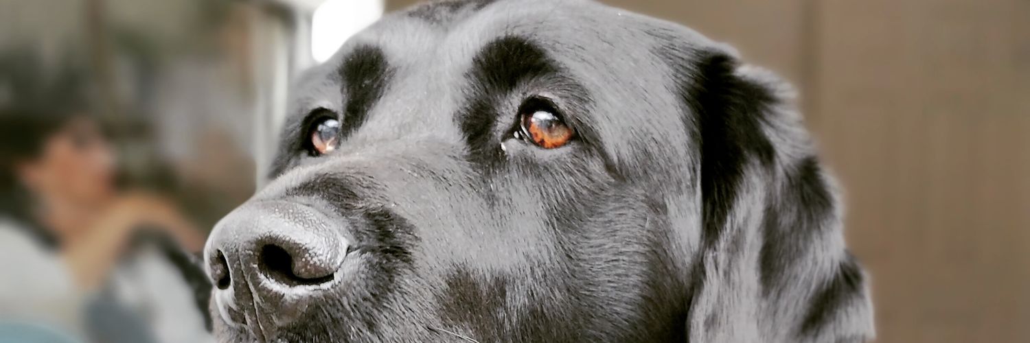 BenKibble's profile banner image
