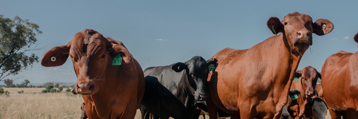 AtlasGrazing's profile banner image