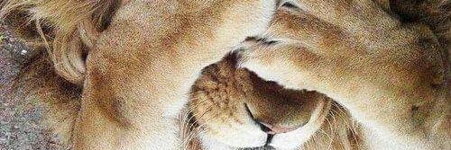 Ingris_pp's profile banner image