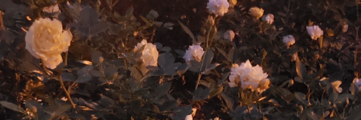 moochipicchi's profile banner image