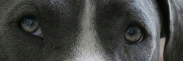 planeterito Profile Banner
