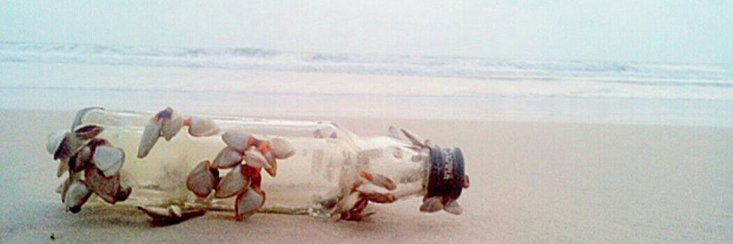 the_coastalgirl's profile banner image