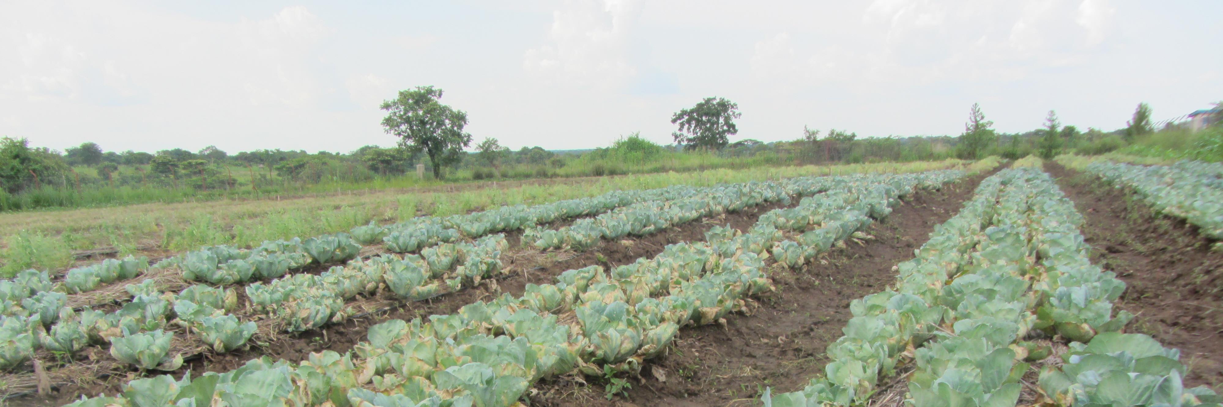 Field_of_Hope's profile banner image