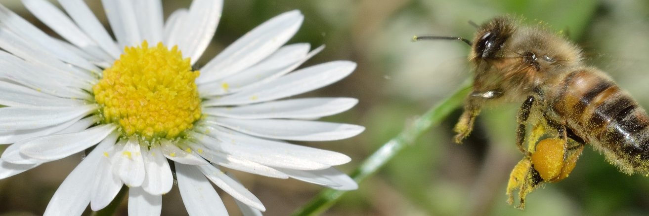 Tribes Beekeepers banner