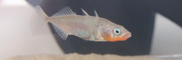 thehellmannlab Profile Banner