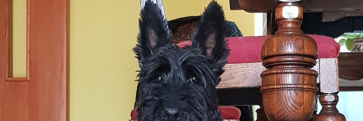 pekis's profile banner image