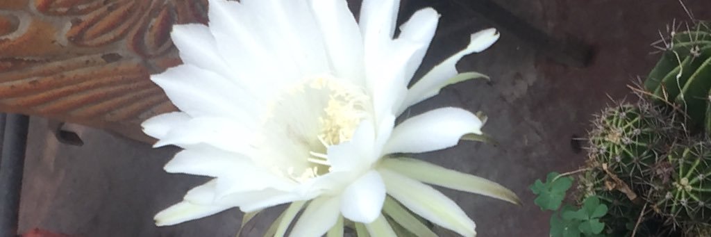 lemanzcat's profile banner image