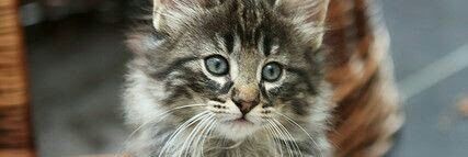 Calixto82791's profile banner image