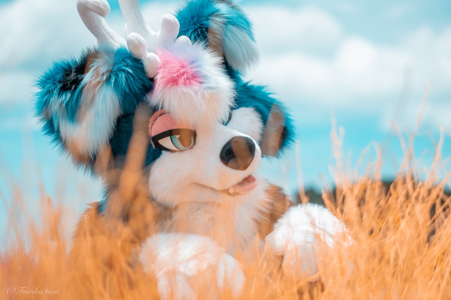 AuroraCollie 🦌 banner