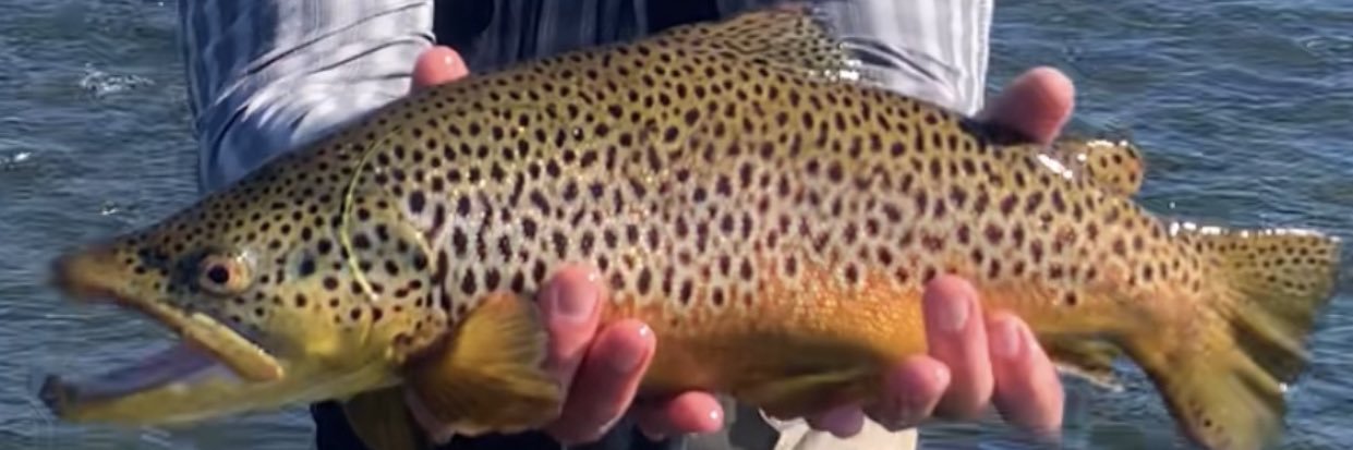 Shane Hensley banner