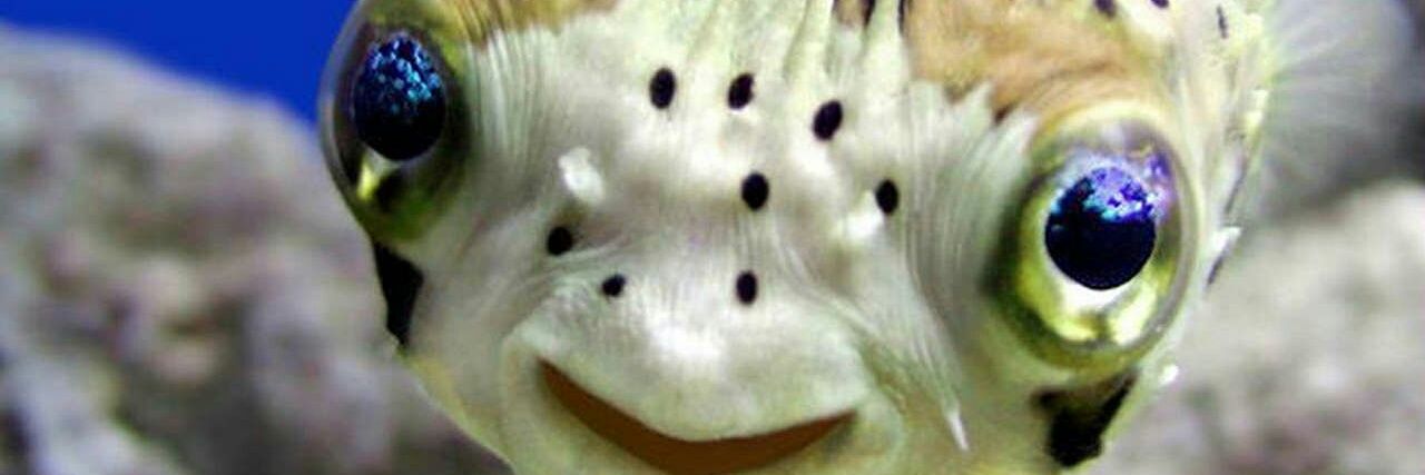 Gavlar banner