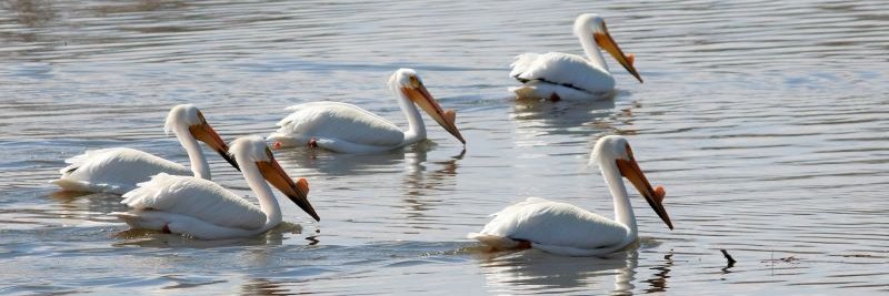 Tracy stands with Palestine banner