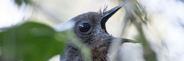 DJobling Profile Banner