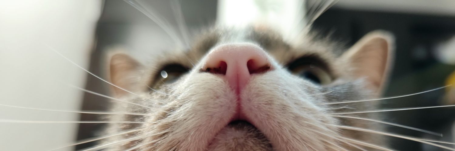 neuN_do's profile banner image
