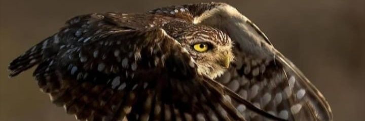 Crei_Gomes's profile banner image