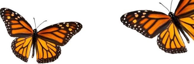 dominique banner