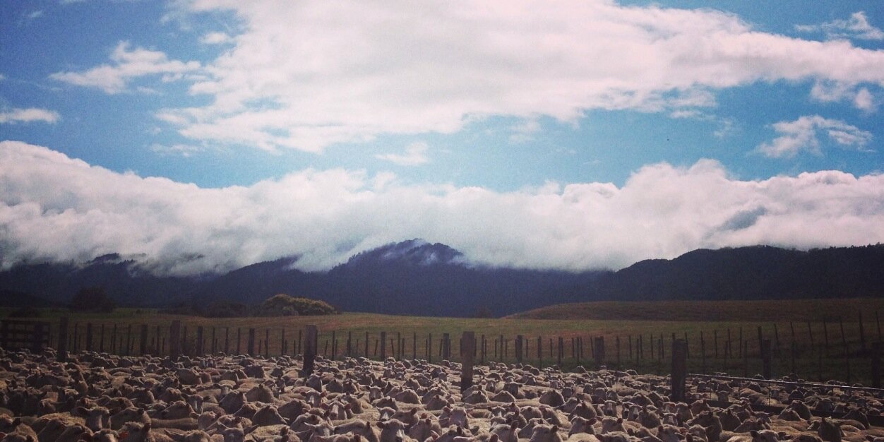 AgchatNZ banner