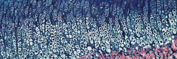 PayneOrthoLab Profile Banner