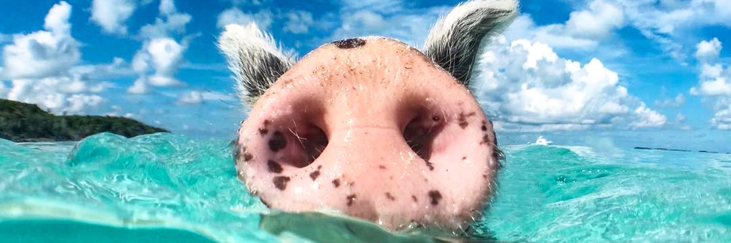 Pigs of Paradise banner