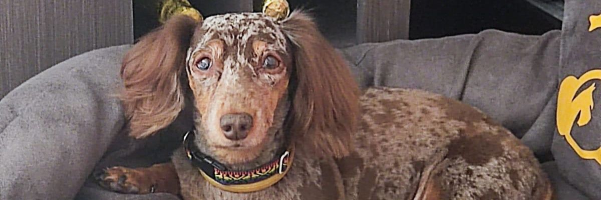roedsasi's profile banner image