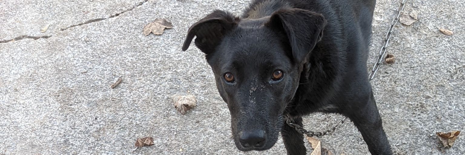 Carrie williams banner