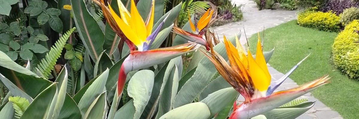JJesusOlveraC's profile banner image