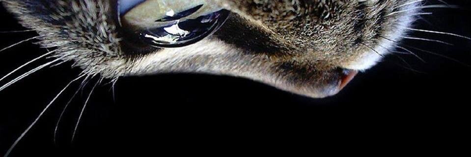 CarloSalvati07's profile banner image