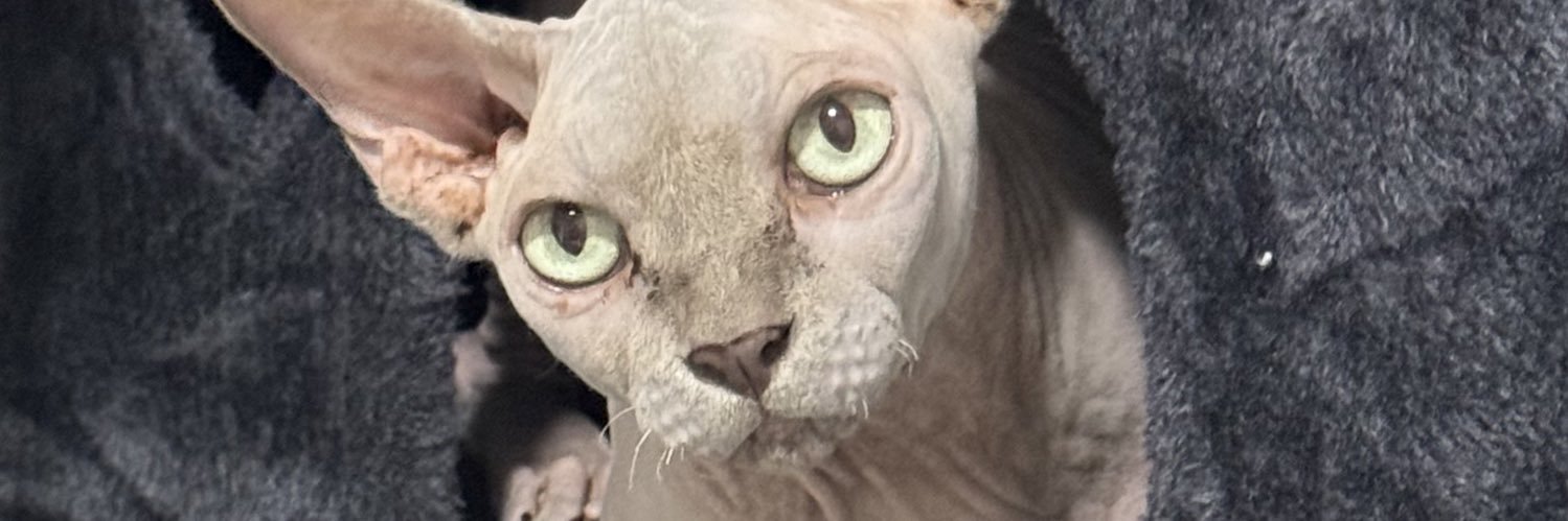 Kiddsforever's profile banner image