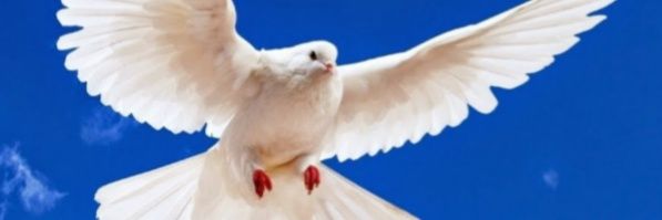 abusalim9595's profile banner image