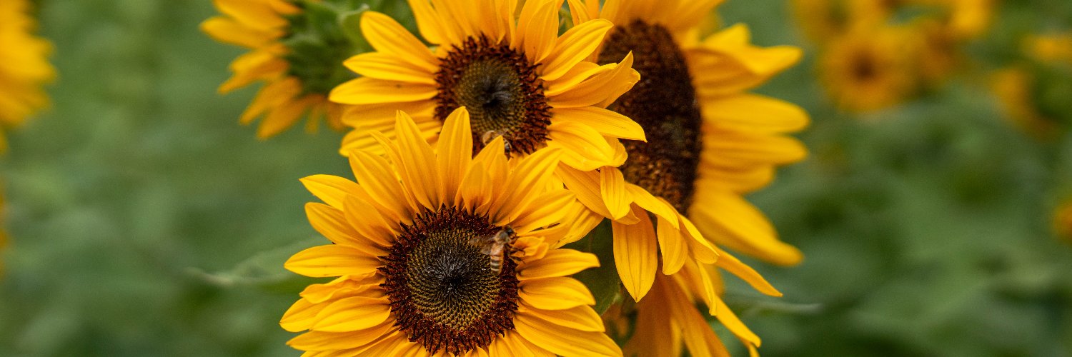 Marc Nozell 🇺🇸 🎅 banner