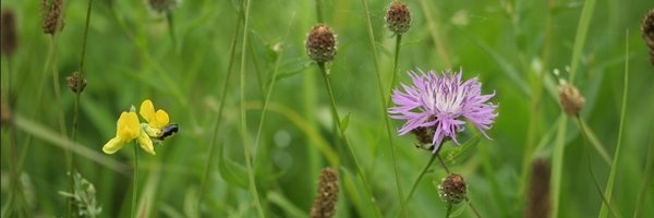 BotZool_MUNI Profile Banner