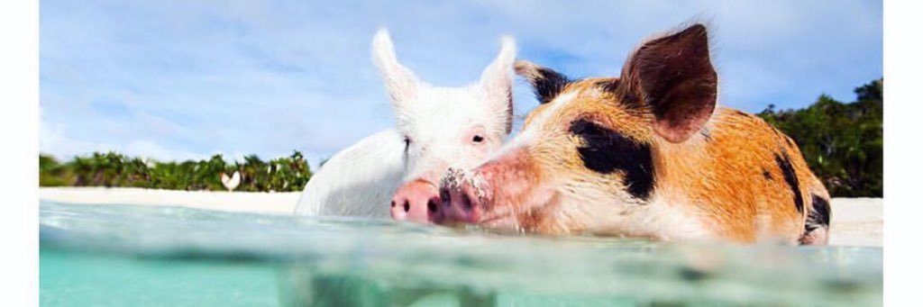 Tullulafarrell banner