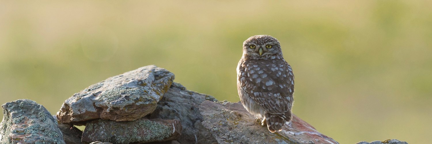 Dominique Wyss banner