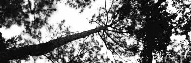 Triola_'s profile banner image