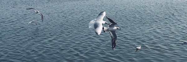 drlovygaur Profile Banner