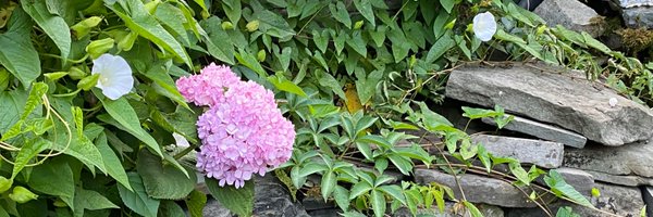 MelissaLLanning Profile Banner