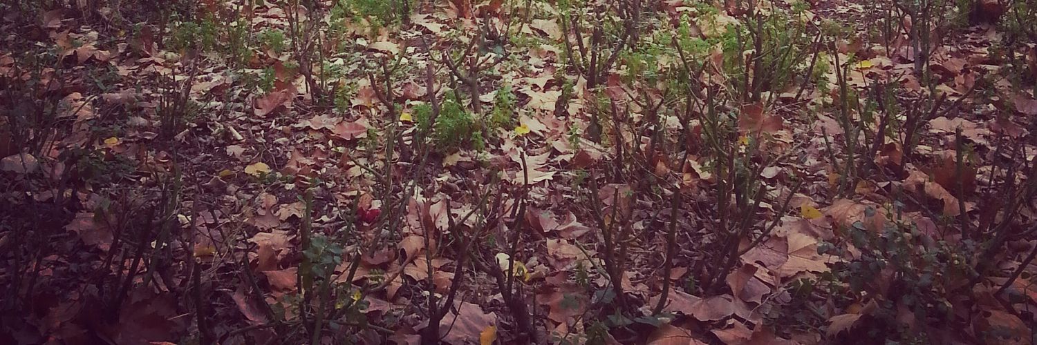 Dnzrn🎒🥦 | banner