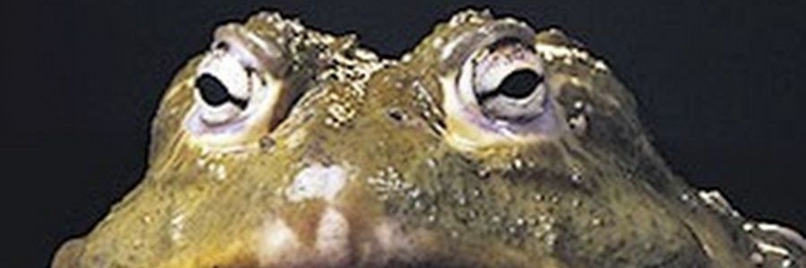 lamyaikod's profile banner image
