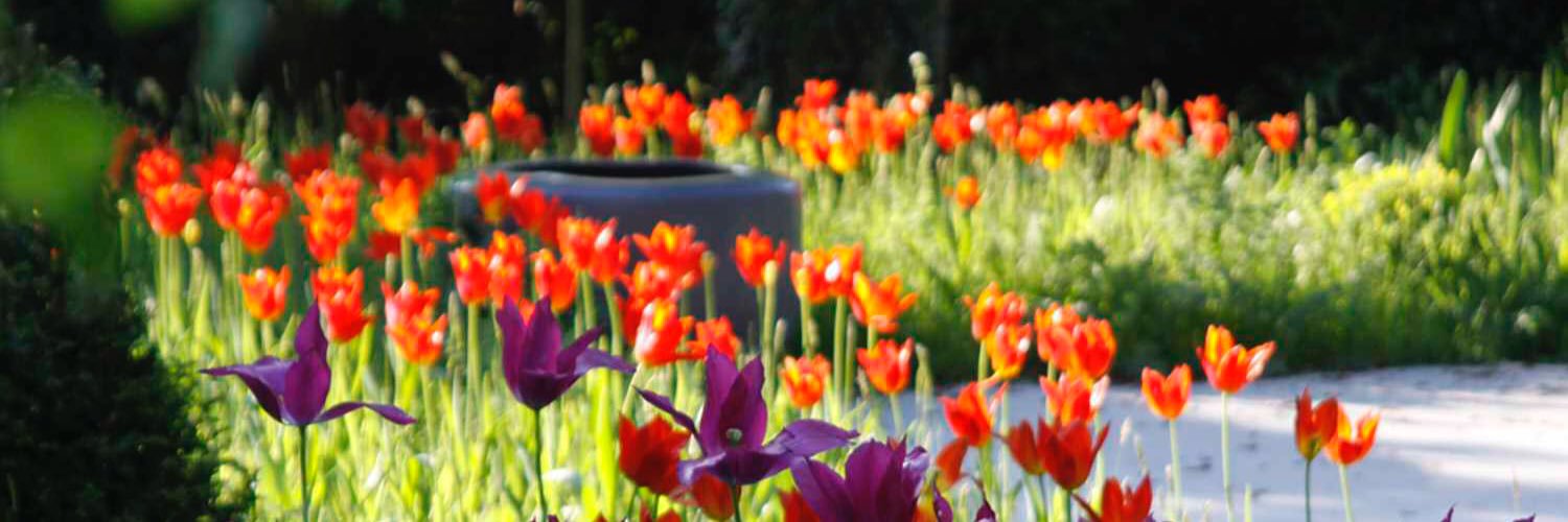 Mandy Buckland banner