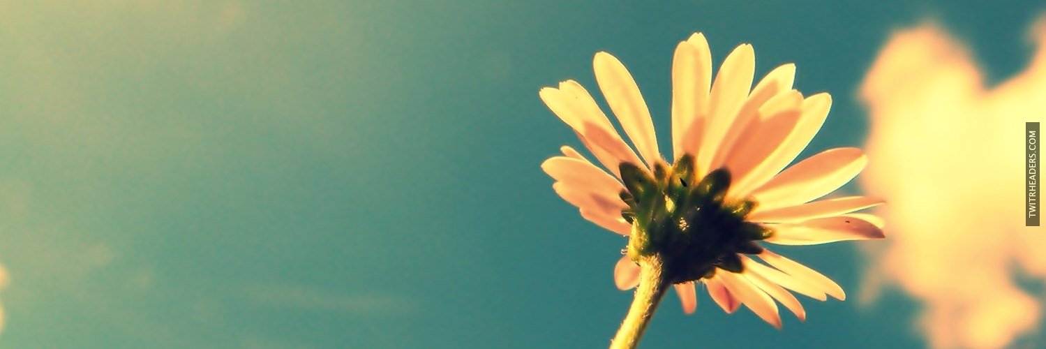 Audrey Reimer Morse banner