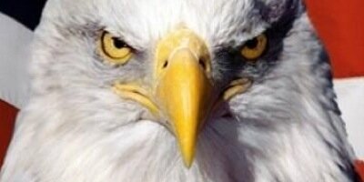 Cancelled Orangutan banner