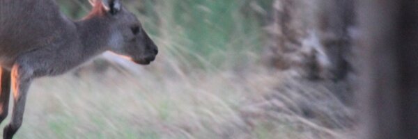 Kangarooei Profile Banner