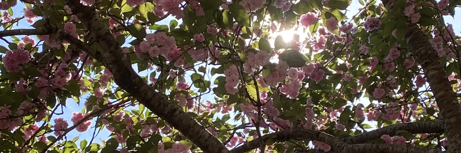 Jennifer Carusone banner