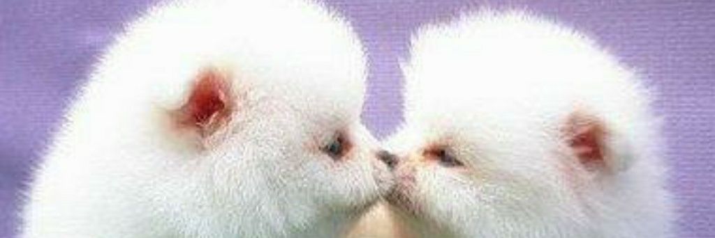NittyNit69's profile banner image