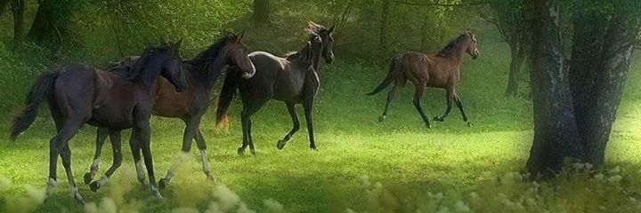 ALEJANDRA URIBARRI F banner